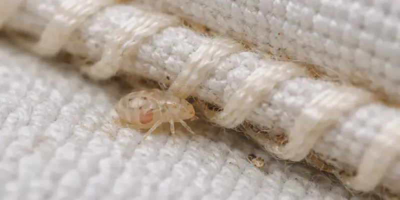Common hiding places of baby bed bugs near beds and furniture seams