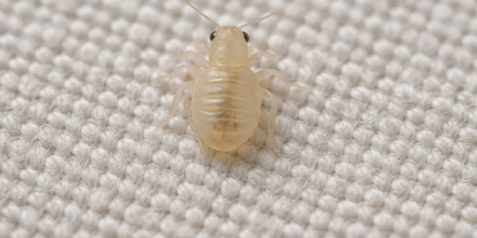 Baby bed bug nymph visible on fabric under bright light