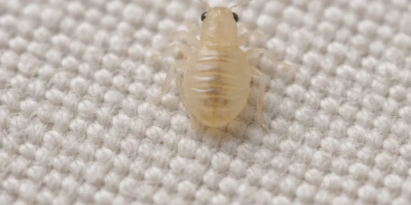 Baby bed bug nymph visible on fabric under bright light
