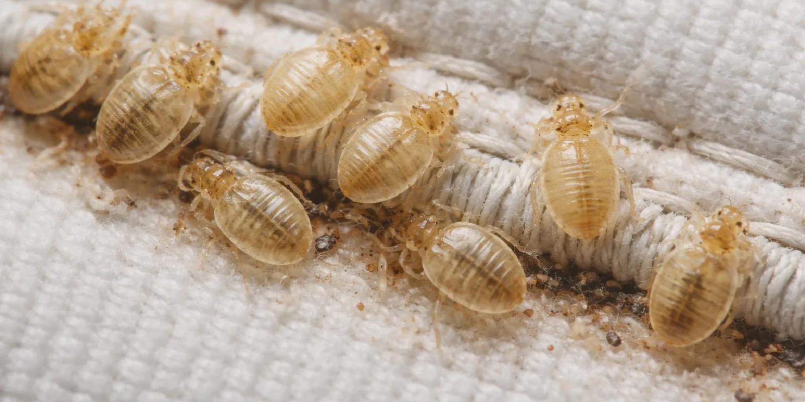 close-up of bed bug shells and molted skins on mattress seam
