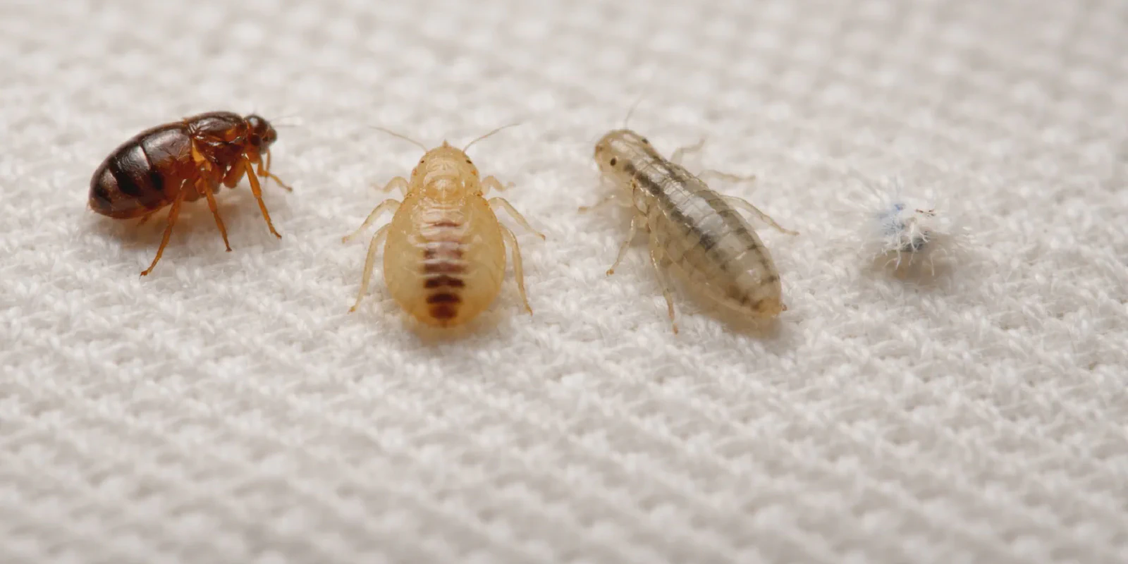 Common insects mistaken for baby bed bugs