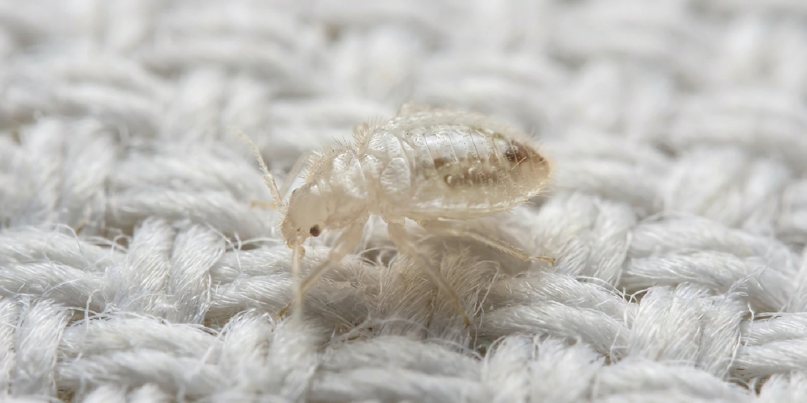 First-instar bed bug nymph showing nearly transparent pale white body on mattress fabric