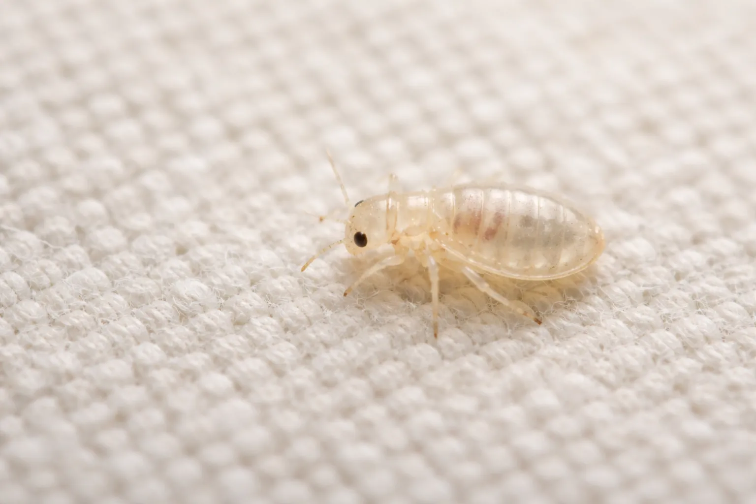 pale translucent baby bed bug nymph difficult to see on fabric