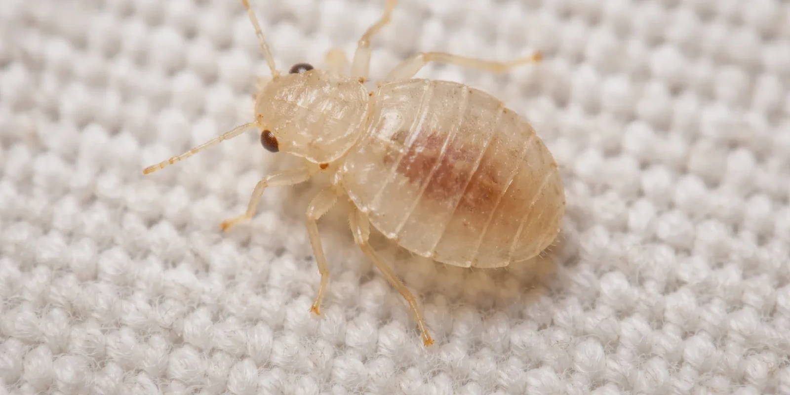baby bed bug instar stages from first to fifth nymph