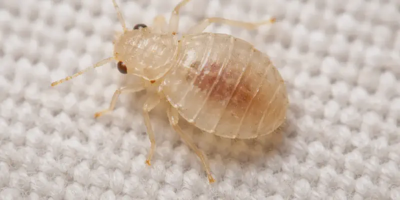 baby bed bug instar stages from first to fifth nymph