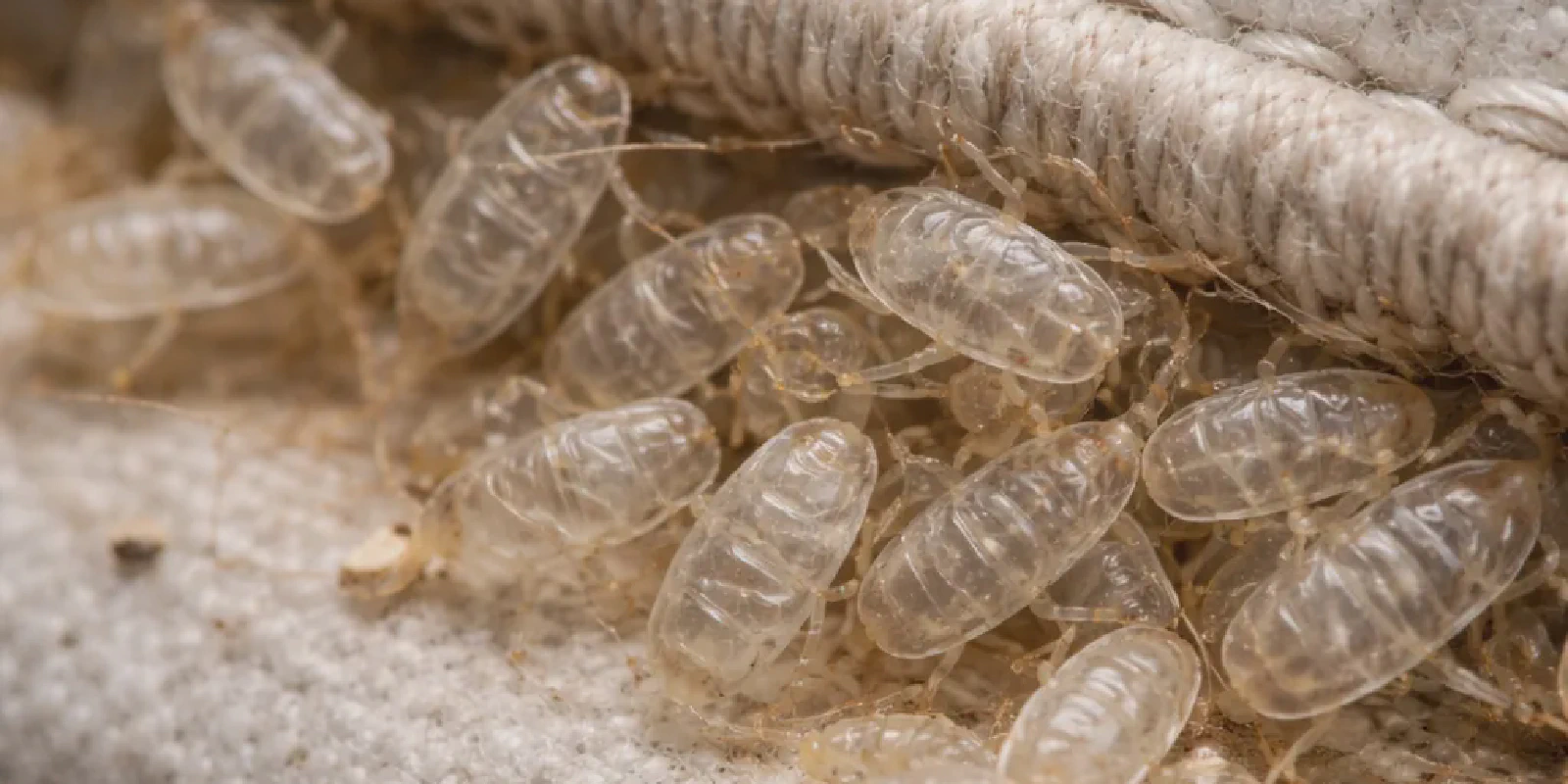 Translucent bed bug shed skins clustered along a mattress seam, showing hollow molted exoskeletons with oval shape and segmented body structure