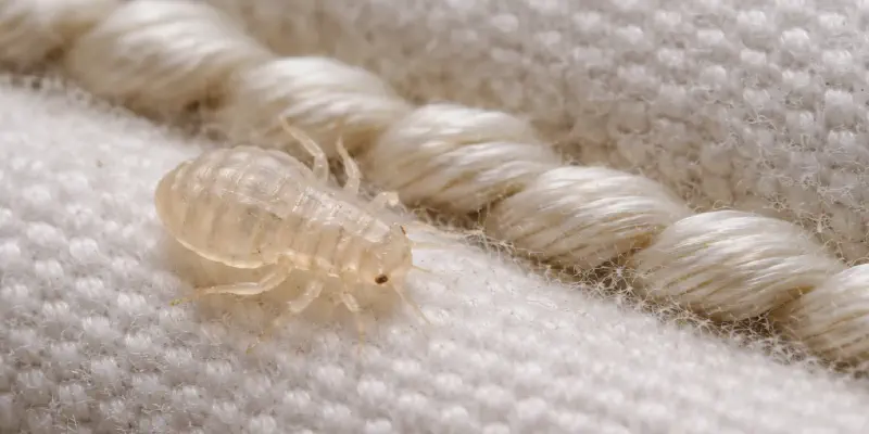 Bed bug shells found on mattress seams and bed sheets