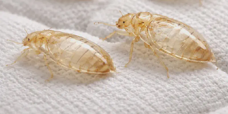 Translucent bed bug shells shed during growth stages found on white mattress fabric, showing hollow exoskeletons without internal matter