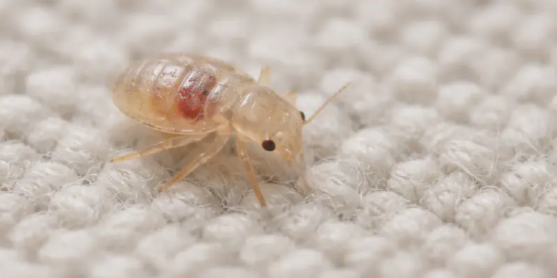 Baby bed bug nymph moving on fabric surface