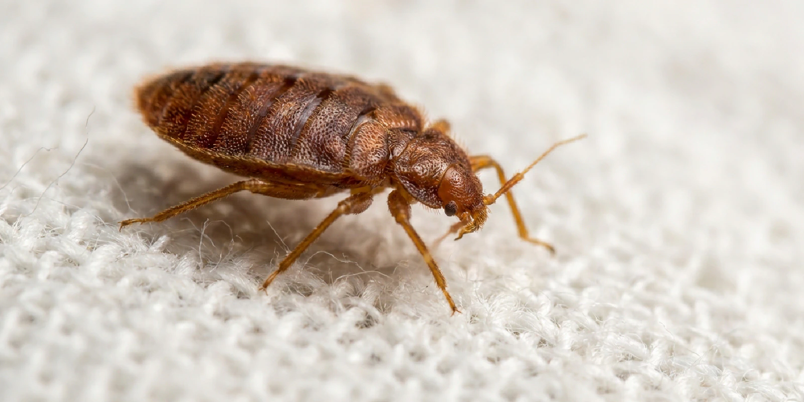 Adult bed bug showing reddish-brown color on white cotton bedding